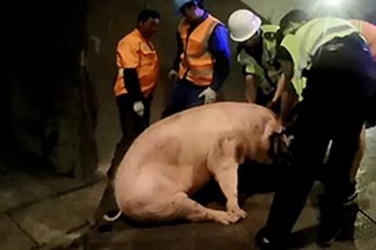 在公共通行的水泥路上发现一头猪然后带走是否构